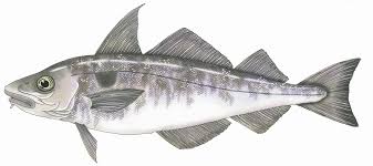 Image result for Melanogrammus aeglefinus