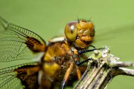 Attēlu rezultāti vaicājumam “Libellula depressa”