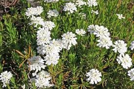 Image result for Iberis umbellata