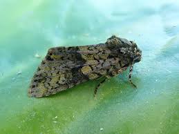 Attēlu rezultāti vaicājumam “Craniophora ligustri”