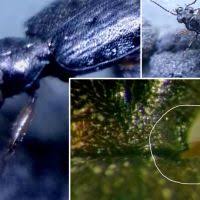 Attēlu rezultāti vaicājumam “Asaphidion pallipes”