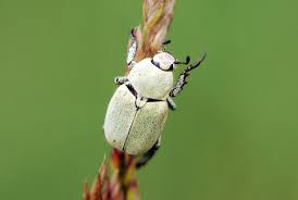 Attēlu rezultāti vaicājumam “Hoplia parvula”