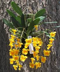 Attēlu rezultāti vaicājumam “Didymium aggregatum”