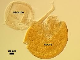 Attēlu rezultāti vaicājumam “Comatricha elegans var. microspora spores”