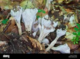 Attēlu rezultāti vaicājumam “Pseudocraterellus”