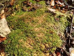 Attēlu rezultāti vaicājumam “Platyhypnidium riparioides”