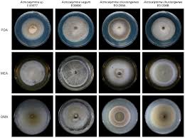 Attēlu rezultāti vaicājumam “Hygroamblystegium varium sporophyte”