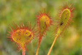 Attēlu rezultāti vaicājumam “Drosera x obovata”