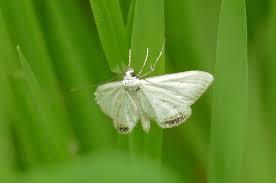 Attēlu rezultāti vaicājumam “Cataclysta lemnata”