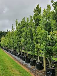 Attēlu rezultāti vaicājumam “Quercus robur Fastigiata”