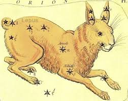 Attēlu rezultāti vaicājumam “Lepus sp.”