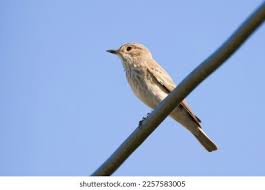 Attēlu rezultāti vaicājumam “Muscicapa striata adult”