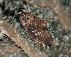 Attēlu rezultāti vaicājumam “Strix aluco”