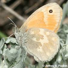 Attēlu rezultāti vaicājumam “Coenonympha tullia underside”