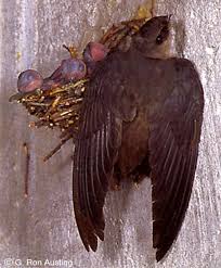 Image result for Chaetura pelagica