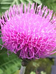 Attēlu rezultāti vaicājumam “Cirsium heterophyllum flower”