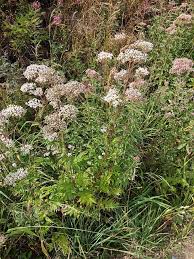 Image result for Baldrian