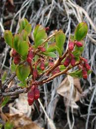 Attēlu rezultāti vaicājumam “Vaccinium uliginosum bud”