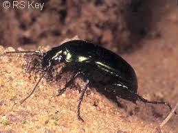 Attēlu rezultāti vaicājumam “Poecilus cupreus”