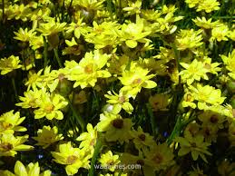 Image result for Helichrysum subulifolium