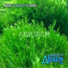 Attēlu rezultāti vaicājumam “Fissidens arnoldii macro”