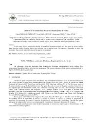 Attēlu rezultāti vaicājumam “Riccia canaliculata”