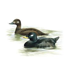 Attēlu rezultāti vaicājumam “Melanitta fusca”