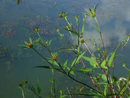 Attēlu rezultāti vaicājumam “Bidens frondosa fruit”