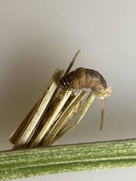 Attēlu rezultāti vaicājumam “Psyche casta larva”