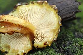 Attēlu rezultāti vaicājumam “Pholiota aurivella”