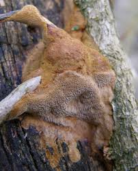 Attēlu rezultāti vaicājumam “Phellinus”