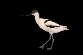 Attēlu rezultāti vaicājumam “Recurvirostra avosetta”