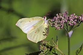 Attēlu rezultāti vaicājumam “Gonepteryx rhamni female”