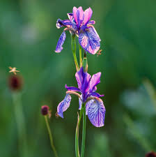 Attēlu rezultāti vaicājumam “Iris sibirica flower”