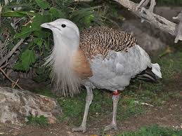 Image result for Otis tarda