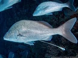 Image result for Haemulon album