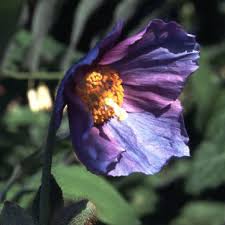 Image result for Scheinmohn