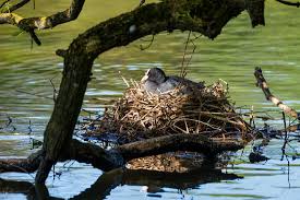Attēlu rezultāti vaicājumam “Fulica atra nest”