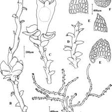 Attēlu rezultāti vaicājumam “Jungermannia sphaerocarpa”