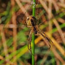 Attēlu rezultāti vaicājumam “Metellina segmentata”