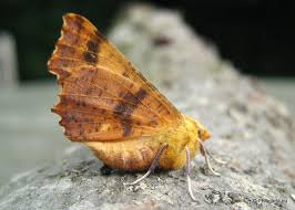 Attēlu rezultāti vaicājumam “Ennomos autumnaria male”