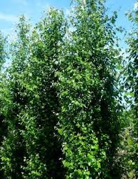 Attēlu rezultāti vaicājumam “Populus x gileadensis leaf”