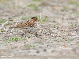 Image result for Emberiza pusilla