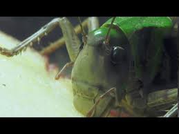 Attēlu rezultāti vaicājumam “Decticus verrucivorus nymph”