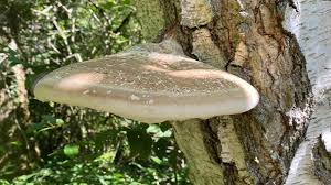 Attēlu rezultāti vaicājumam “Piptoporus betulinus”