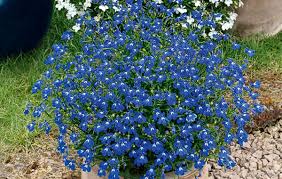 Image result for Lobelien