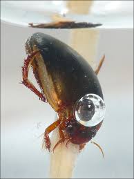 Attēlu rezultāti vaicājumam “Ilybius sp.”