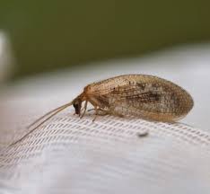 Attēlu rezultāti vaicājumam “Hemerobius perelegans”