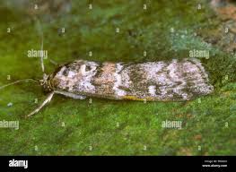 Attēlu rezultāti vaicājumam “Dioryctria abietella”