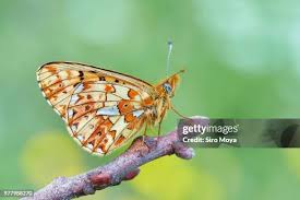 Attēlu rezultāti vaicājumam “Clossiana euphrosyne underside”